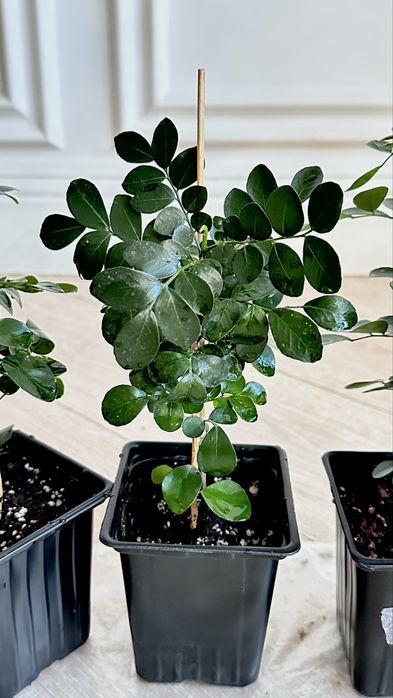 Мурайя (муррайя, японский жасмин)