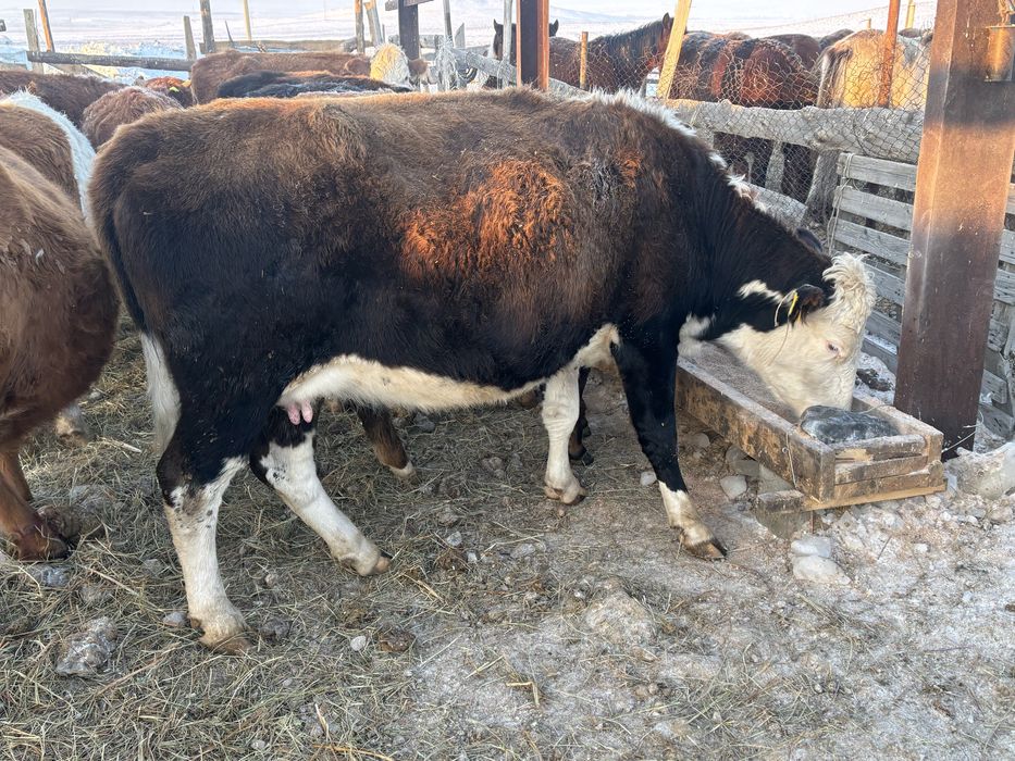 Сиыр сатам Өскемен