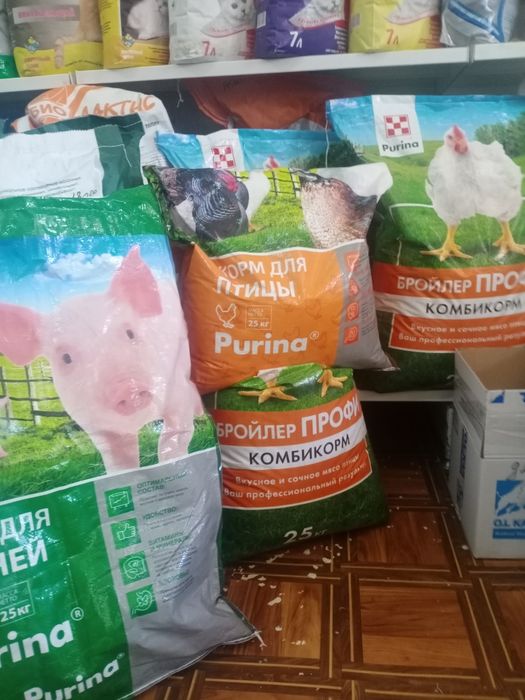 .Жангирхана. 17.