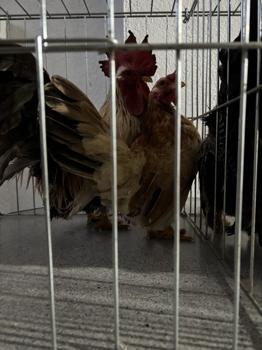 De vanzare gainuse chabo