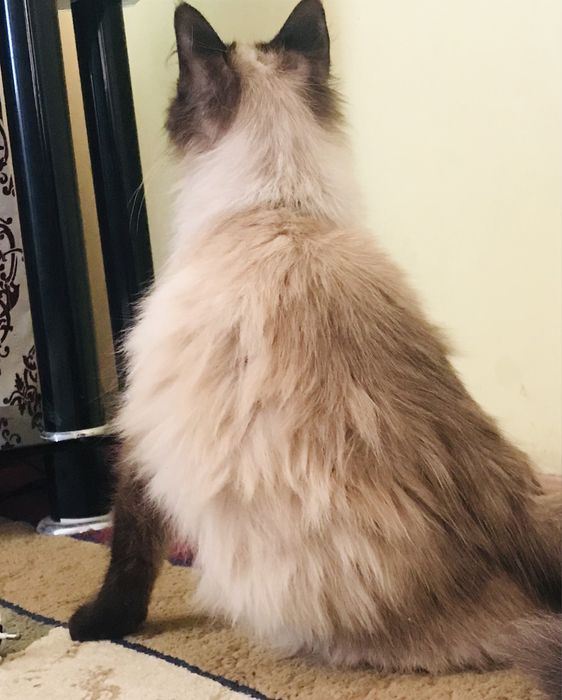 ayollarning yalangoch oyoqlari