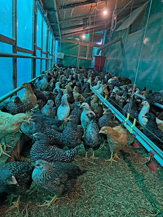 Vand puicute ouatoare Dominant Cehia, 12 saptamani, vaccinuri la zi.