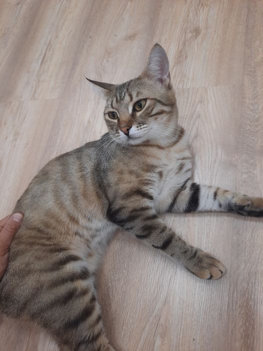 Отдам кота в хорошие руки