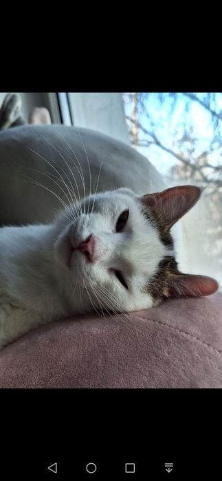 Котик бесплатно!