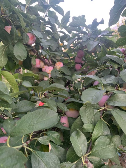 Gem si dulceata din fructe bio