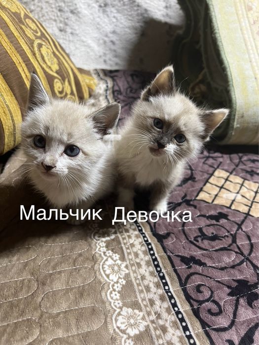 Отдам котят мальчик и девочка