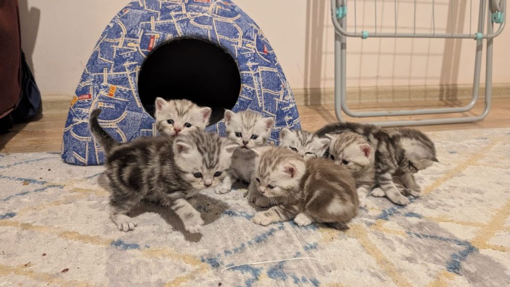 Британские короткошерстные котята