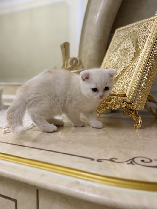 Toza qon mushuk bolalari sotiladi