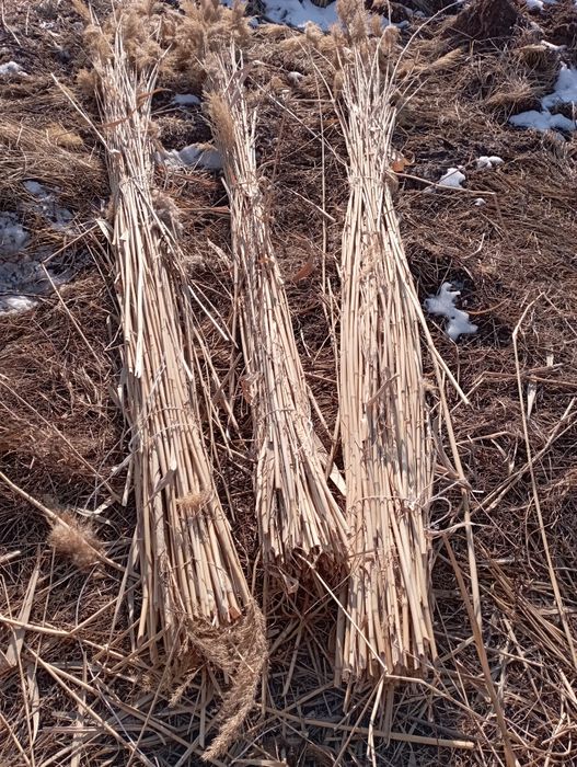 Камыс камыс қамыс