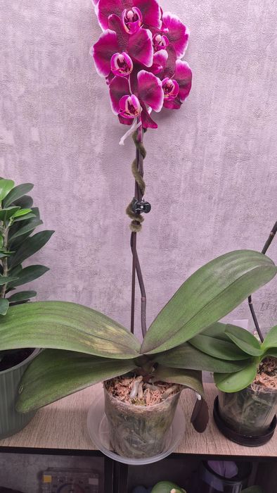 Продам орхидею Фаленопсис