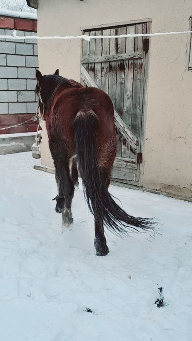 3 жаска шығар семіз сатылады