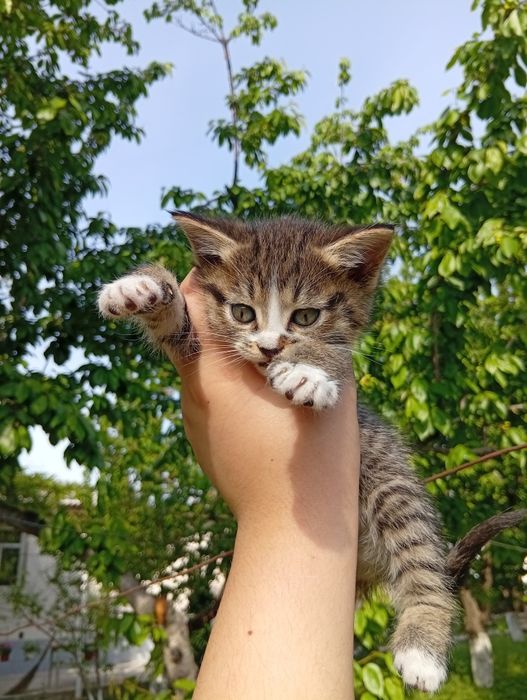 Котята Мальчик Девочка