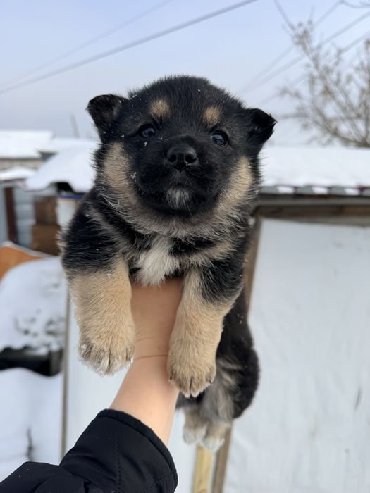 Щенки добрые и ласковые