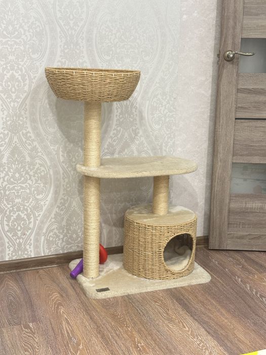 Отдам в добрые руки кота (шотландец)
