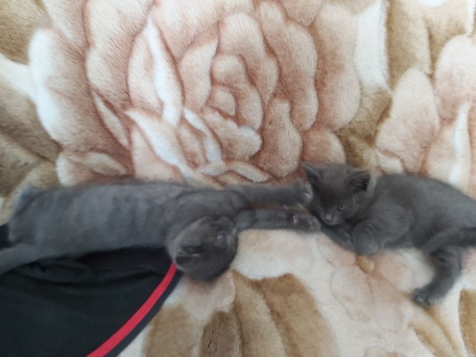 Подарю котят ,кошечку!