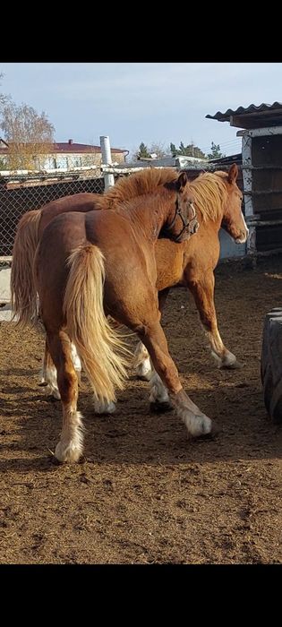 Продам  Советского тяжеловозова