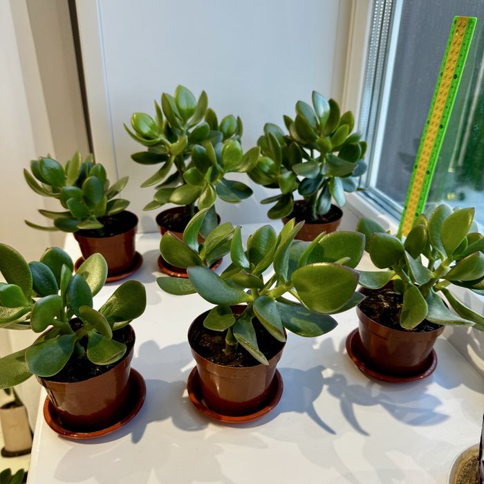 Толстянка - денежное дерево 500тг