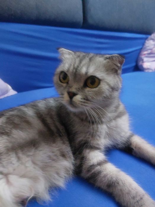 Отдам кошечку в добрые руки