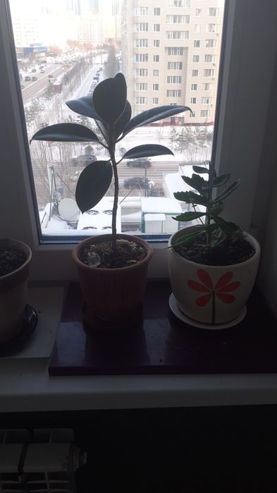 Цветы комнатные.