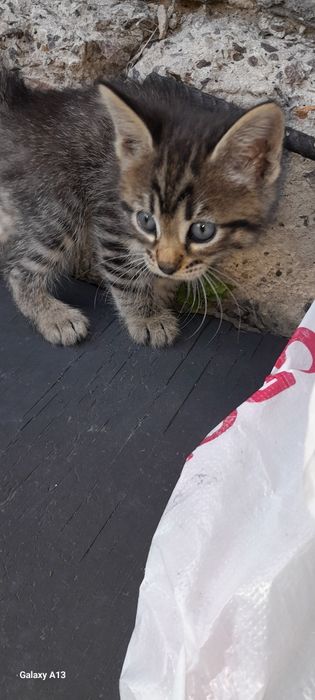 Котята. Раздаём. Доставим.