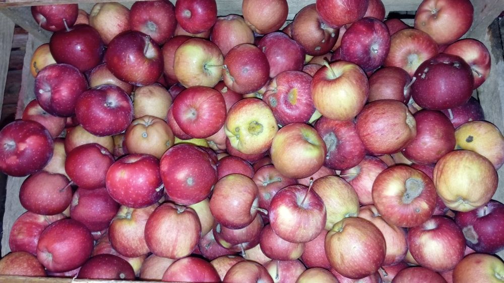 Яблоки Американка второй сорт