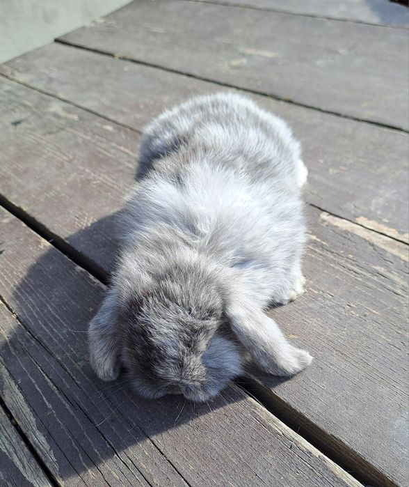 Mini lop ( berbec pitic)