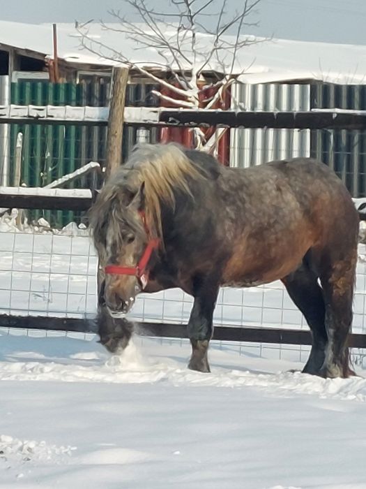 Vand armasar sur de 3 ani