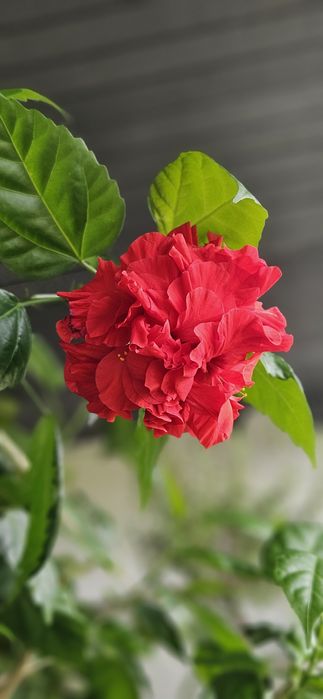 Vand Trandafir japonez 2m