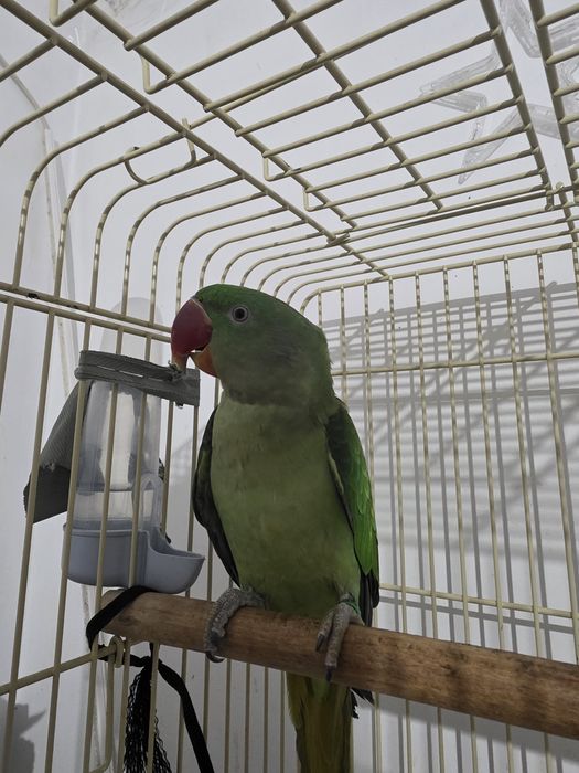 Vând Papagal Marele Alexander