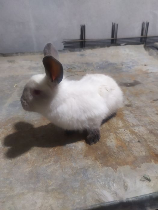 Kalifornia quyonlari sotiladi