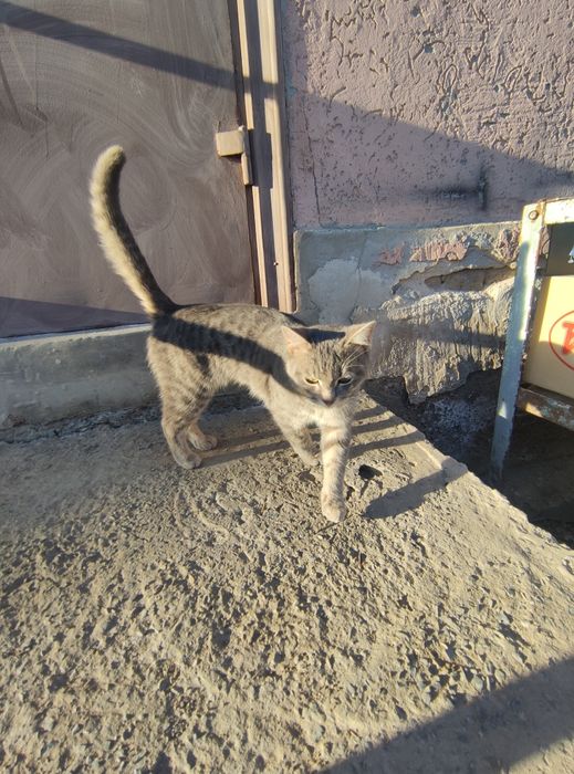 Мысық  қолға уйретилген