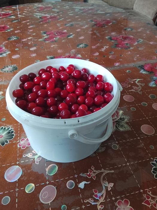Вишня домашний..