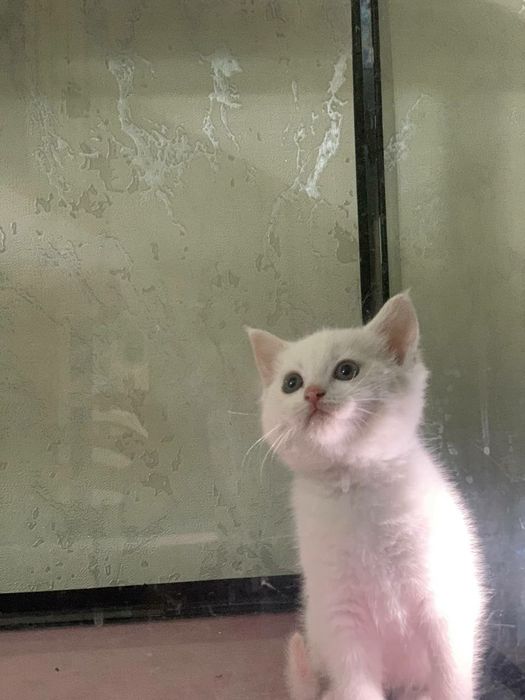 Scotish strayt toza qon