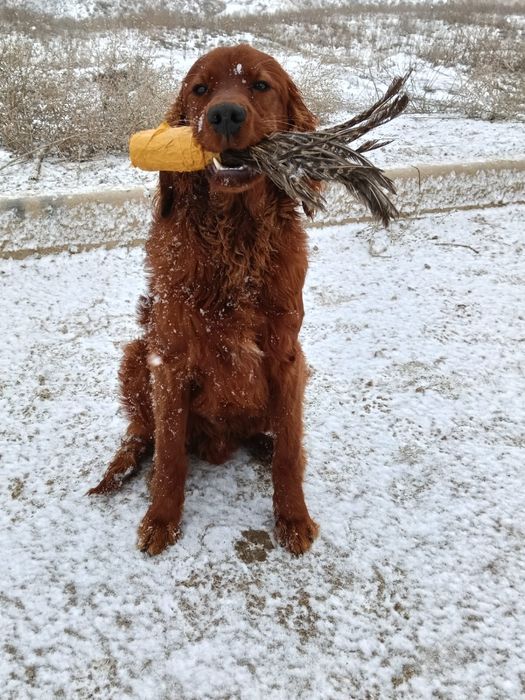 Продам ирландский сеттер кабель 7месяцев выстрел не боится