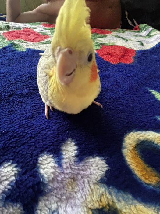 2 кореллы вместе с клеткой