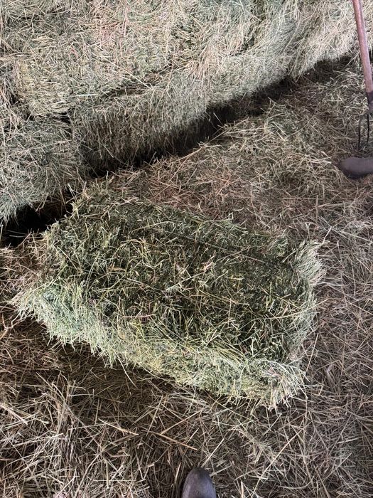 Клевер 2 кос зеленый