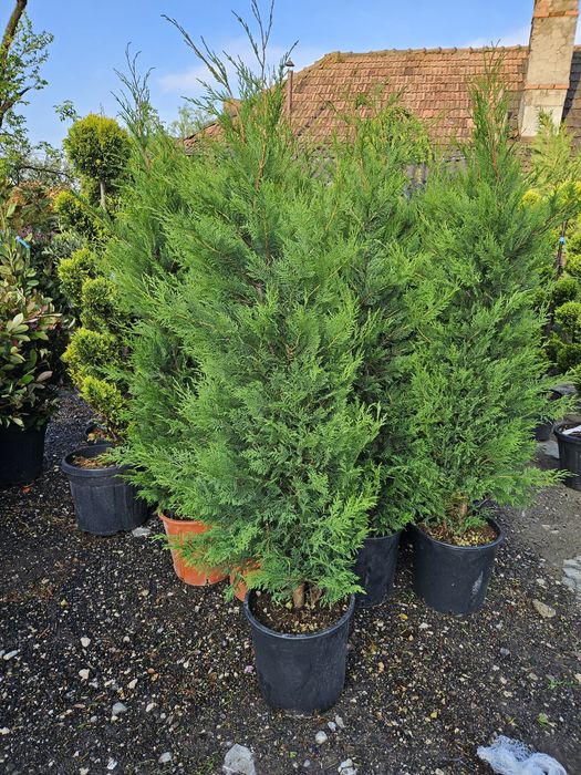 Leylandi bonzai catalpa spirale ponpon magnolie