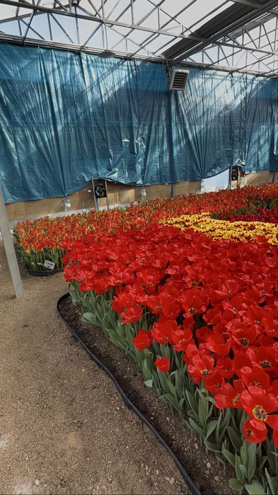 Тюльпаны оптом и в розницу