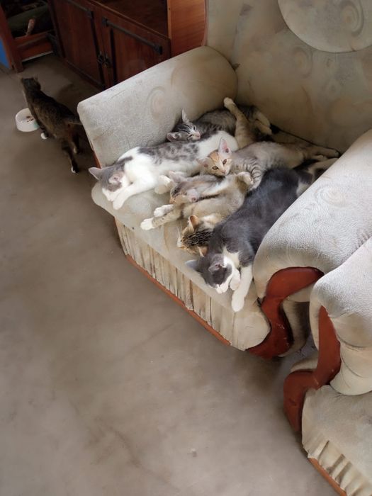 Отдам котят в добрые руки