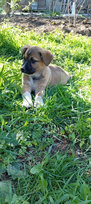 Щенки 2 месячные. Kuchukchalar