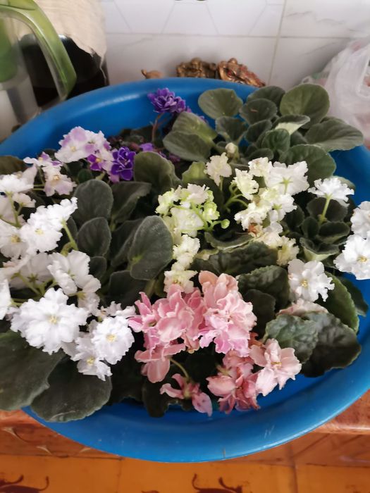 Домашние цветы фиалки