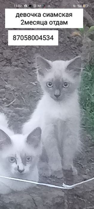 Отдам милых котят