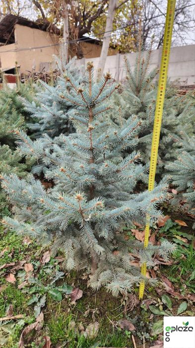Привезена прямо из природы! Голубая ель Picea Pungens Glauca арча ел