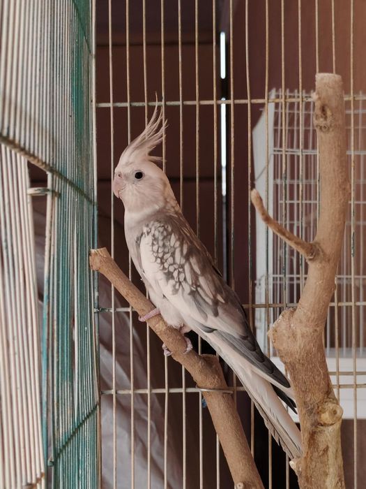 Продаётся корелла
Здоровая.
Продаётся вместе с к