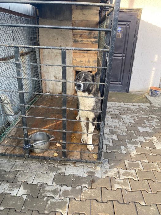 Кому нужен алабай звонить