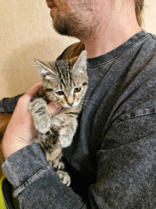 Котёнок-девочка окрас дымчатый