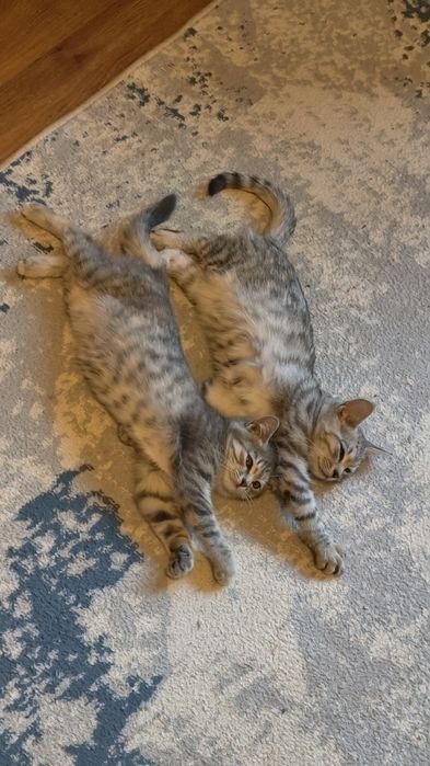 Отдам в добрые руки котенка.