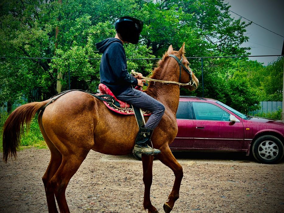 Донен сатылад          .