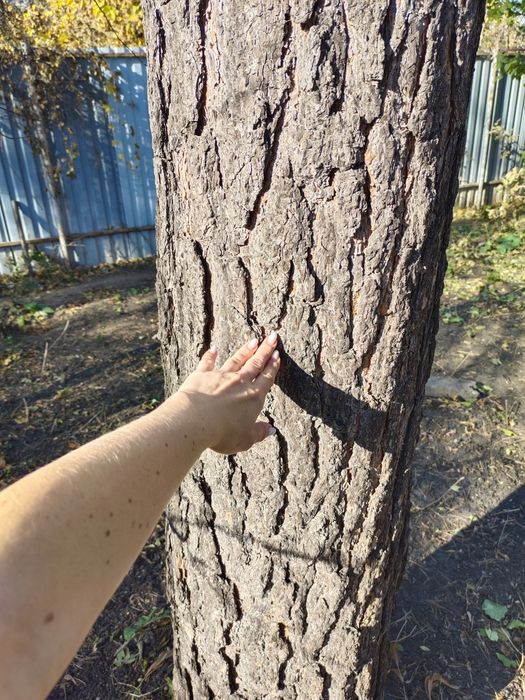 Отдам сосну с участка