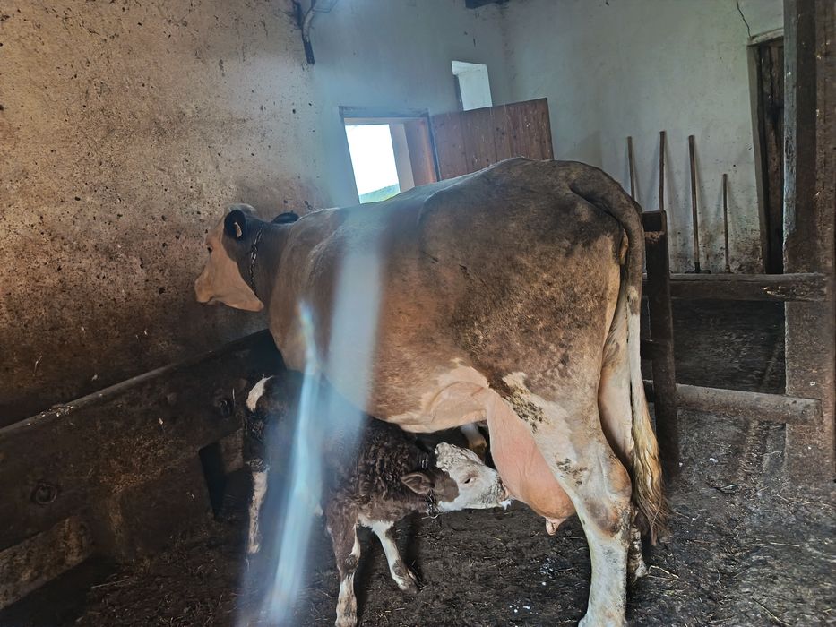 Vaca Bălțata Romaneasca
